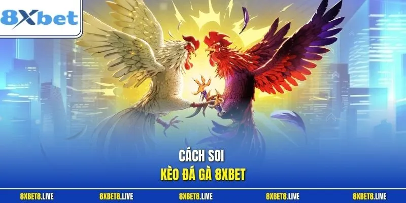 Cách soi kèo đá gà 8xbet